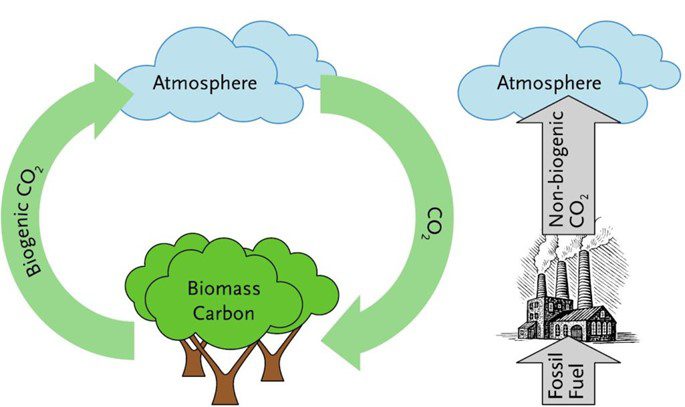 Carbon Cycle Graphic